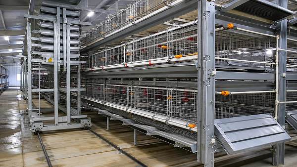 Common Failure Points in Poultry Battery Cage Systems and How to Prevent Them