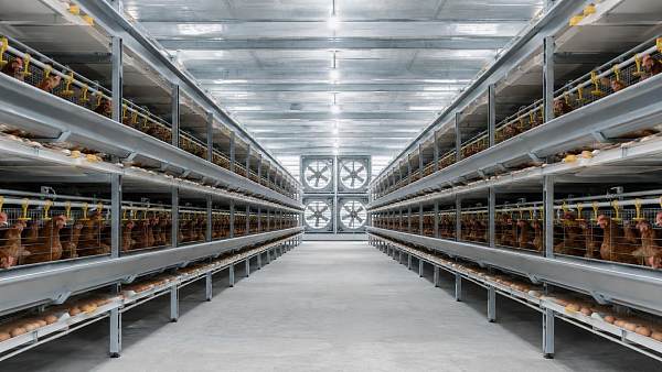 Layer Farm Layout Factors That Shape Battery Cage System Performance