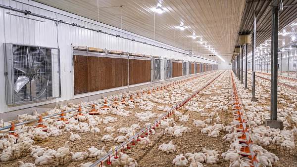 How to Evaluate a Broiler Farming Systems Manufacturer for Large-Scale Projects