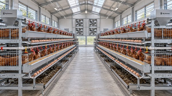 Sizing a Battery Cage System for a 500-Layer Poultry Farm Project