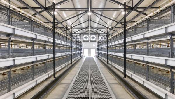Common Layout Mistakes in 1000-Hen Housing Design and How to Avoid Them