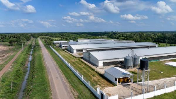 What Drives Broiler Farm Setup Costs in Ogun State Nigeria for 2026 Projects