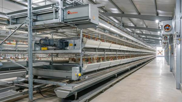 Battery Cage System for Broilers: Selection Factors for Commercial Farms