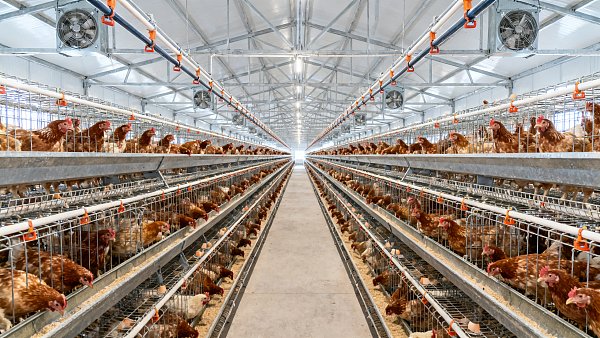 30000+ Broilers Manual Harvest H Type Battery Cage Setup Guide