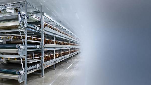 >30000 Layers H Type Automatic Battery Cage: What to Check Before Buying >30000 Layers H Type Automatic Battery Cage: What to Check Before Buying