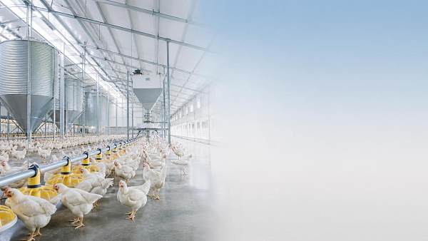 Poultry Farming Startup Costs: What Drives Feed, Housing, and Labor Expenses? Poultry Farming Startup Costs: What Drives Feed, Housing, and Labor Expenses?