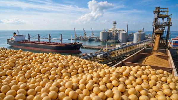 Soybean Prices Explained: What Drives Daily Swings in Global Grain Markets?