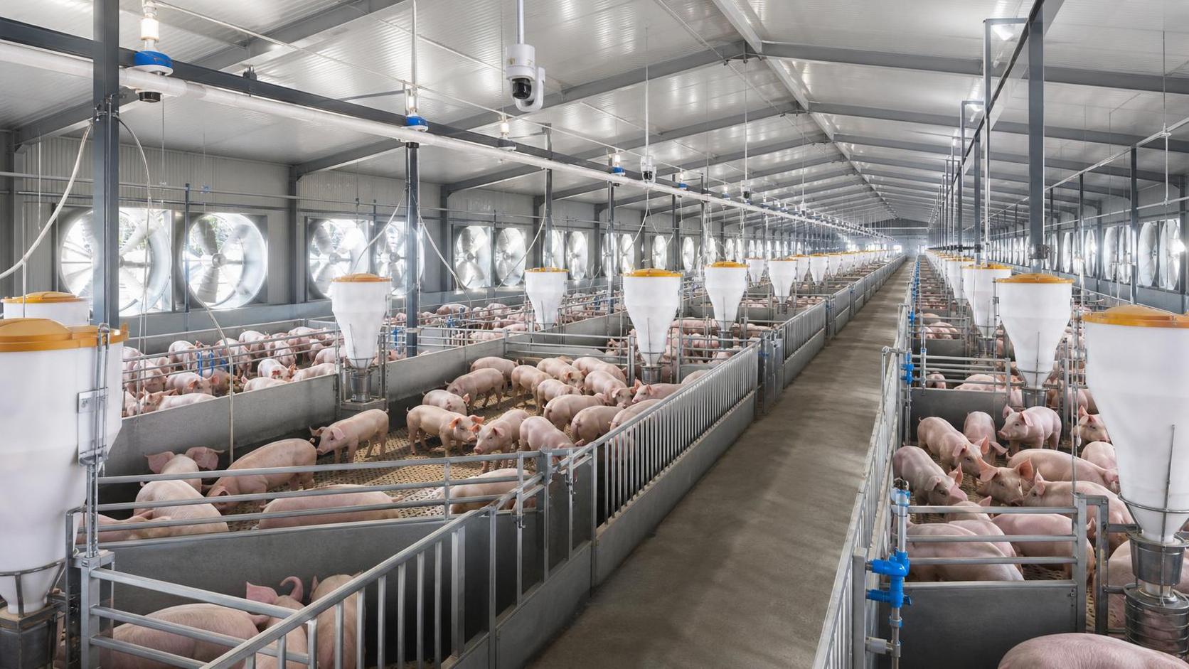 How to Evaluate a Livestock Farming Solutions Supplier for Scale and ROI