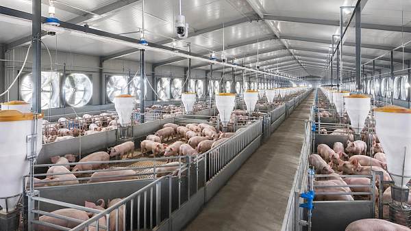 How to Evaluate a Livestock Farming Solutions Supplier for Scale and ROI