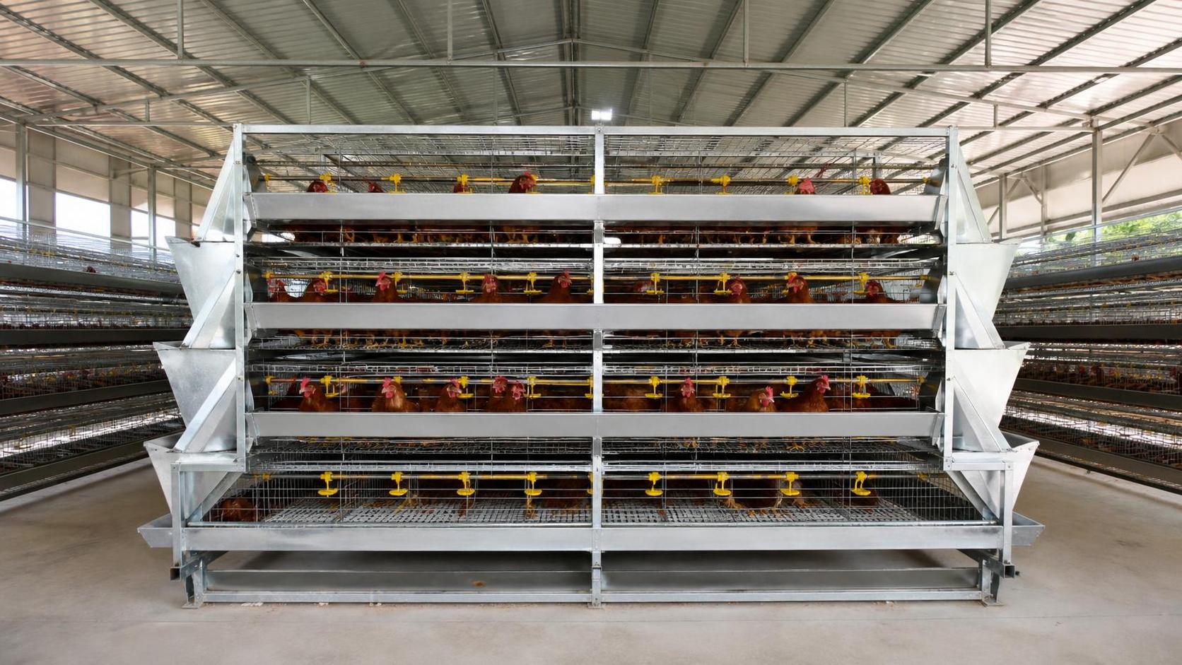 How to Compare Chicken Layers Cages for Sale in Zambia Before Ordering