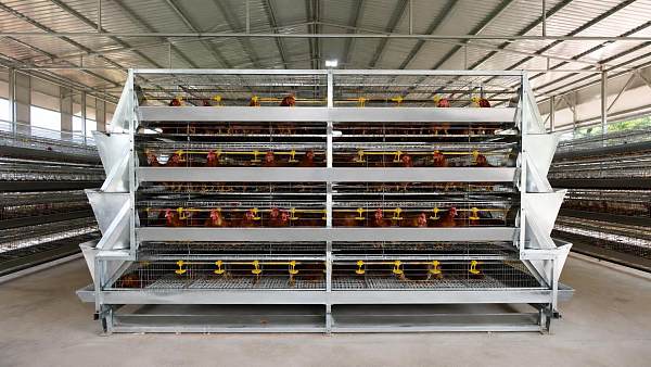 How to Compare Chicken Layers Cages for Sale in Zambia Before Ordering