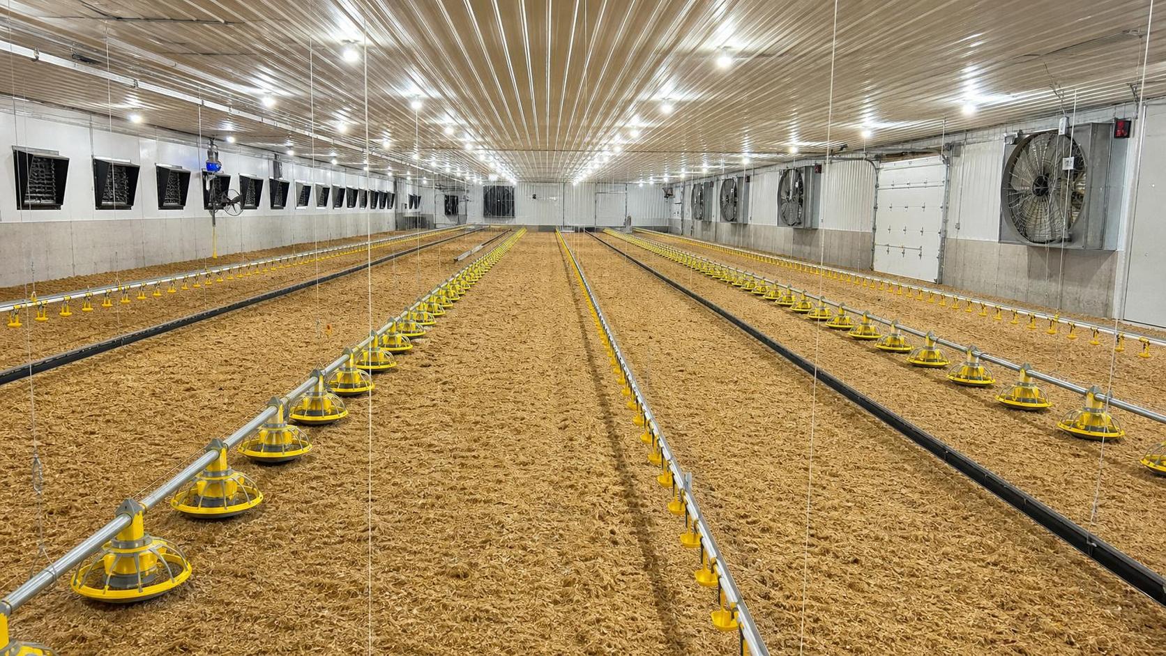 Using a Picture of Deep Litter System in Poultry for Layout Review