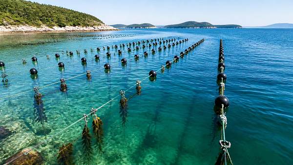 When do nearshore seaweed farming lines make sense over offshore systems?