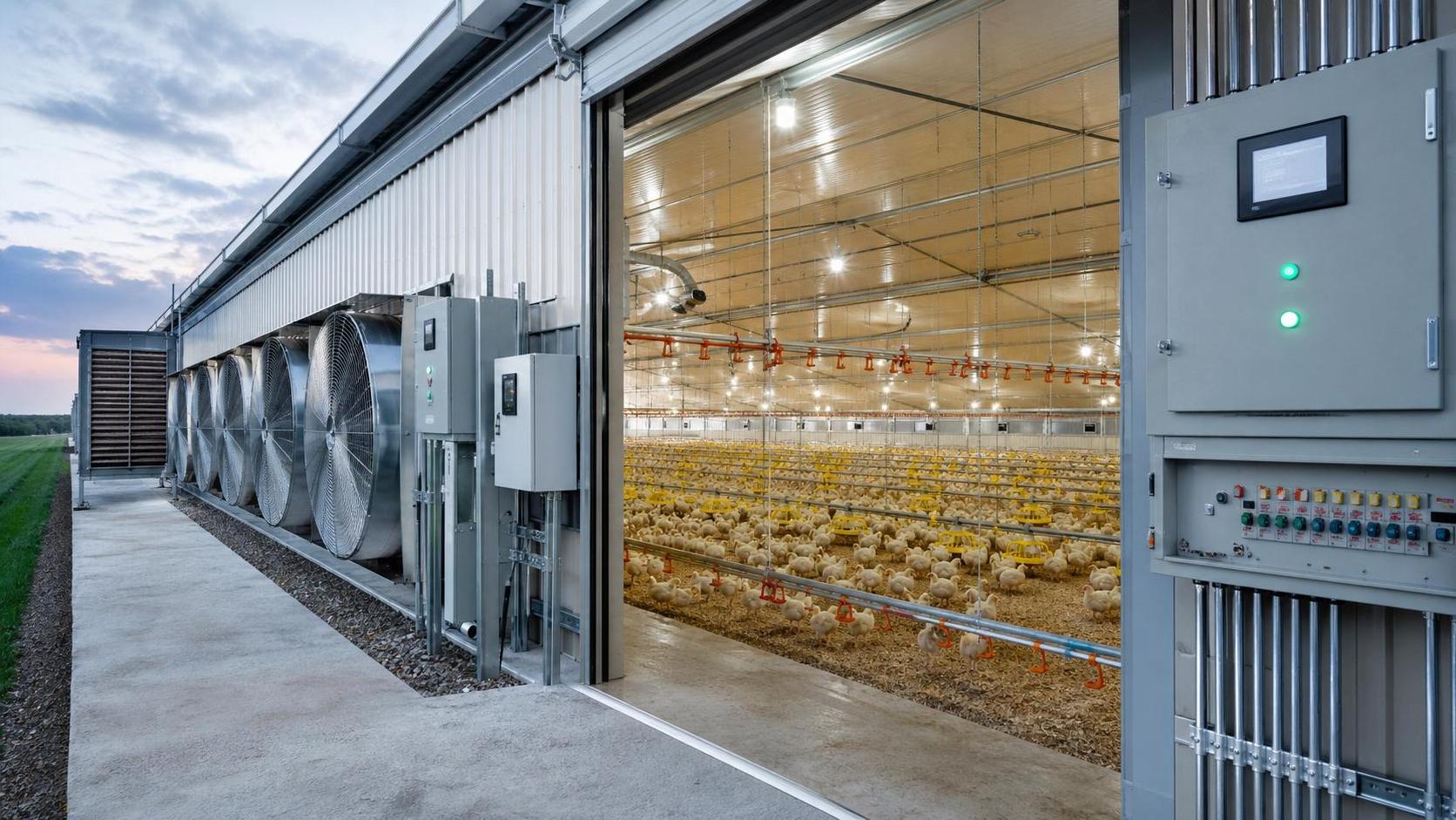 Turnkey Poultry Solutions: What to Check Before Signing
