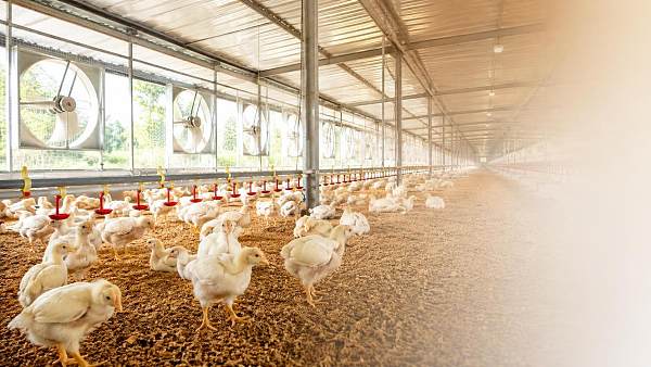 What housing conditions reduce disease risk in poultry farming?