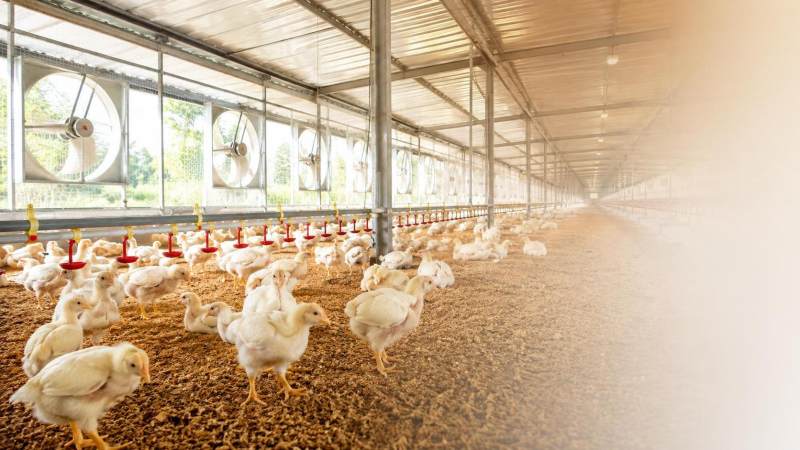 What housing conditions reduce disease risk in poultry farming? What housing conditions reduce disease risk in poultry farming?