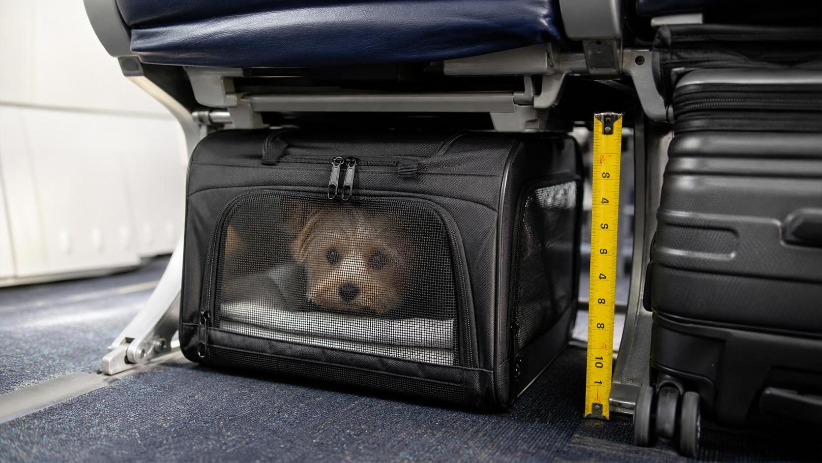 Airline Approved Pet Carrier Size Rules and Fit Tips for Smooth Travel