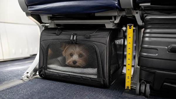 Airline Approved Pet Carrier Size Rules and Fit Tips for Smooth Travel