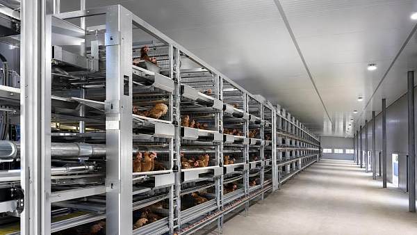 >30000 Layers H Type Automatic Battery Cage: Key Selection Points