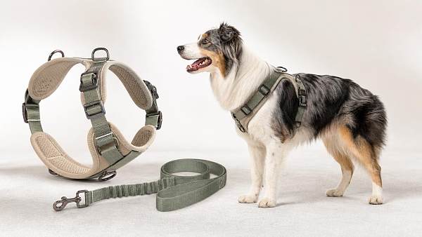 Dog Harness and Leash Guide: Fit, Control, and Daily Comfort