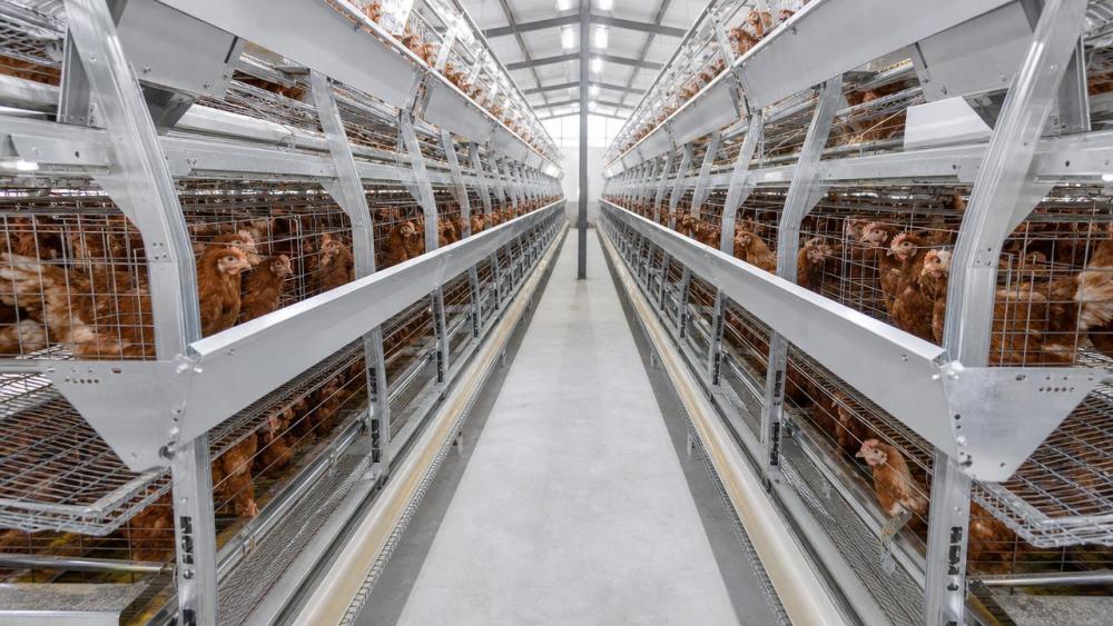 How to Evaluate Battery Cage Costs Through Material and Durability