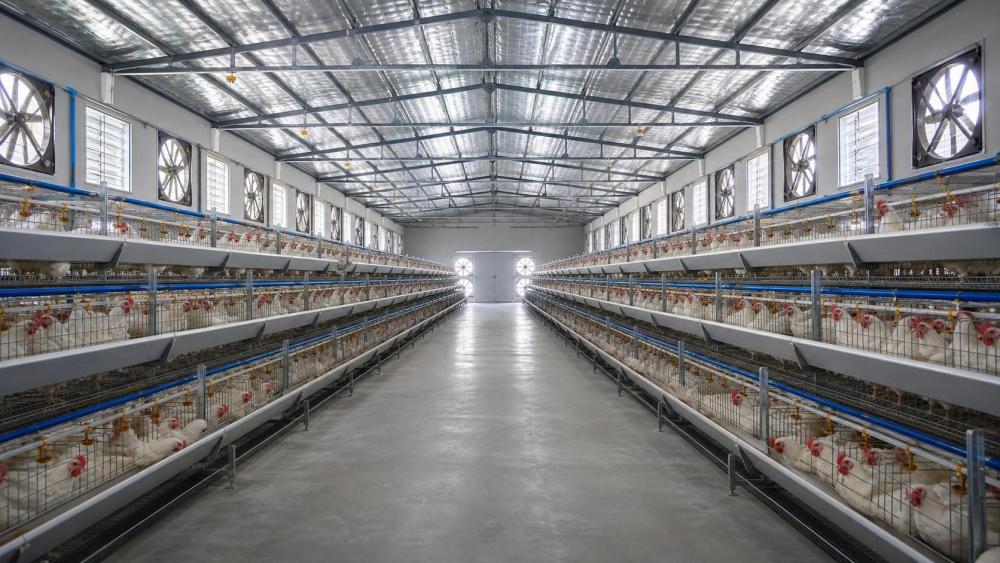 Poultry House Design for 1,000 to 30,000 Birds