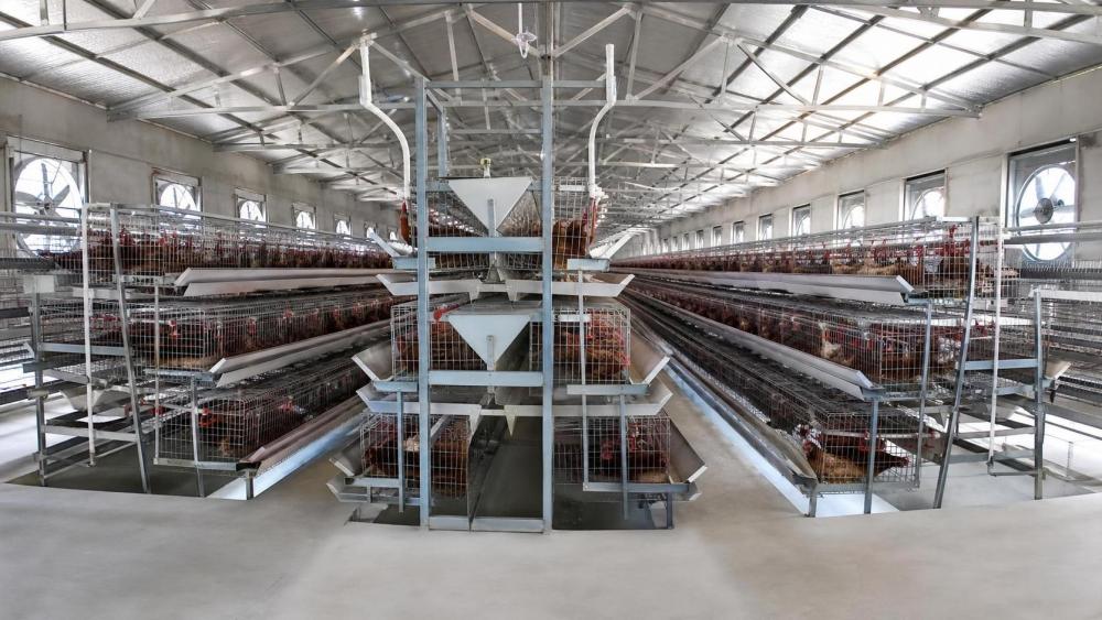 Poultry Farm Solution for Africa: House, Cage and Equipment Setup Poultry Farm Solution for Africa: House, Cage and Equipment Setup