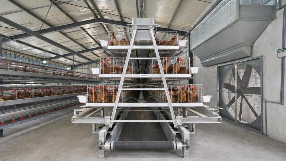 Cost Of Starting A Poultry Farm In Nigeria: Buyer Checks for Nigerian Poultry Farms Cost Of Starting A Poultry Farm In Nigeria: Buyer Checks for Nigerian Poultry Farms