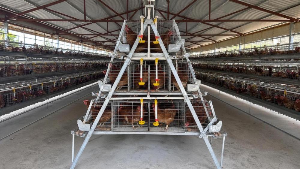 Procurement Checklist for Chicken Cage Buyers in Tanzania Procurement Checklist for Chicken Cage Buyers in Tanzania