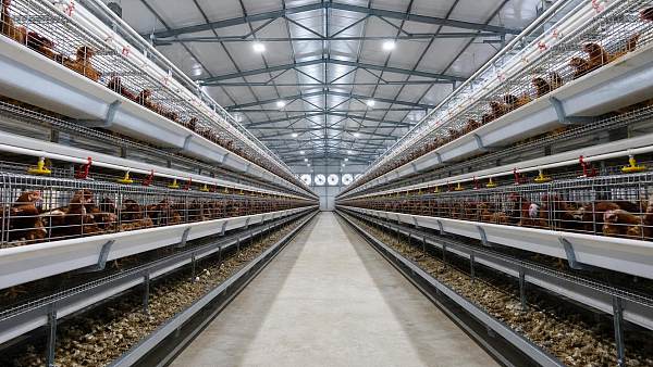 Complete Poultry Farm Equipment List and Setup Plan