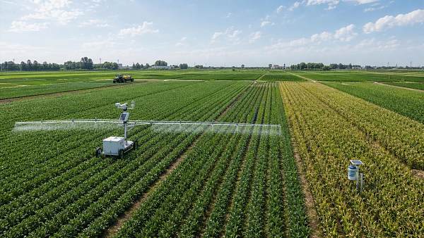 Can crop monitoring systems catch yield risks early