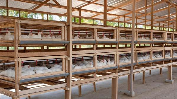 How to Select a Broiler Wooden Chicken Cage in Nigeria for Farm Use
