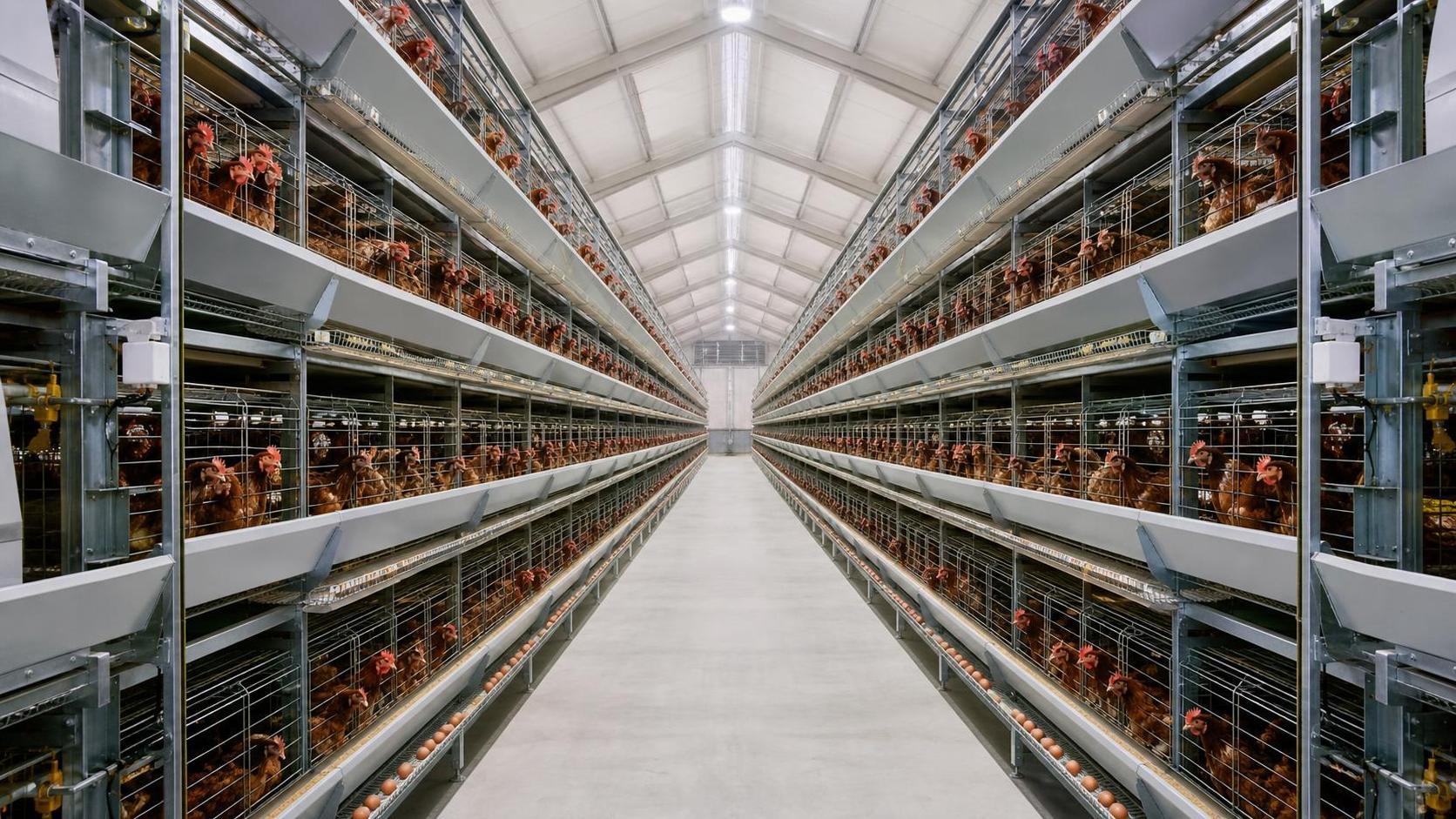 How Automated Poultry Cages Fit Modern Layer Farm Operations