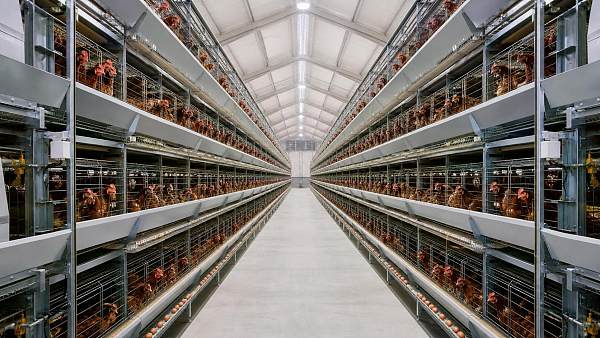 How Automated Poultry Cages Fit Modern Layer Farm Operations