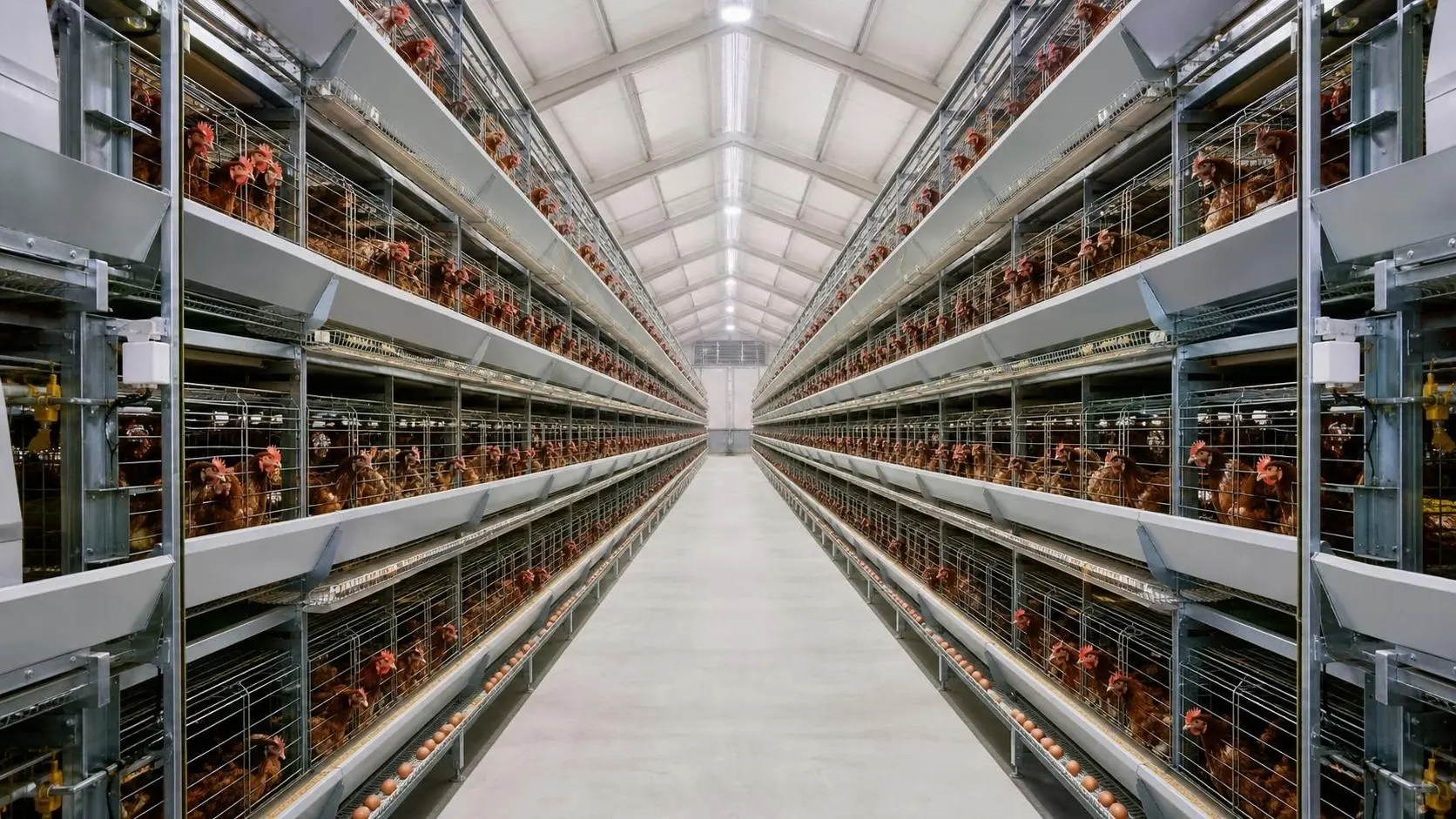 How Automated Poultry Cages Fit Modern Layer Farm Operations