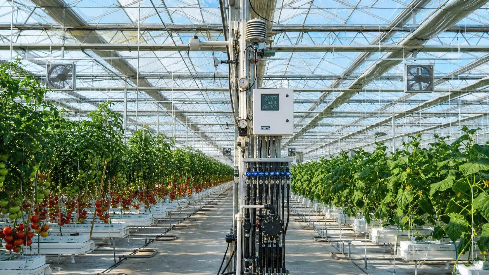 How Smart Cultivation Solutions Improve Yield Control in Greenhouse Farming