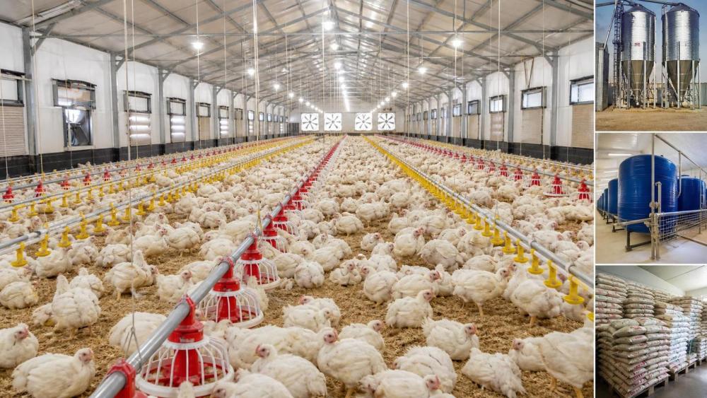 What Shapes Poultry Farming Profitability in Nigeria in 2026?