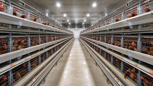 Chicken Battery Cage Design: Checks for Tier Layout and Bird Access