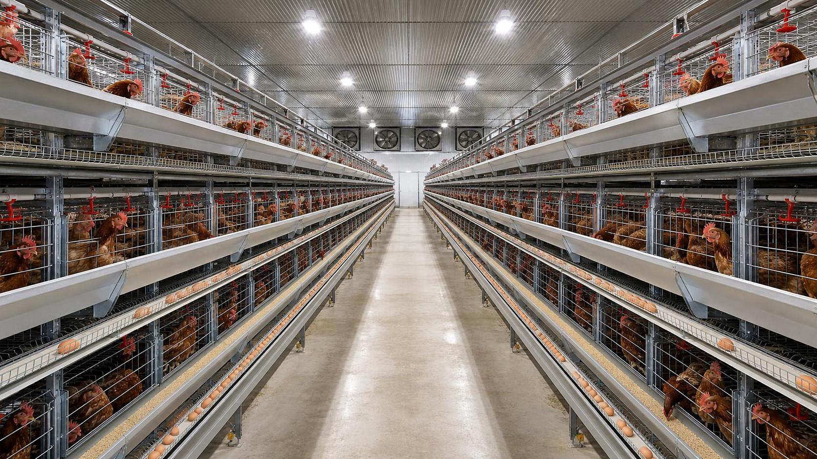 Chicken Battery Cage Design: Checks for Tier Layout and Bird Access Chicken Battery Cage Design: Checks for Tier Layout and Bird Access