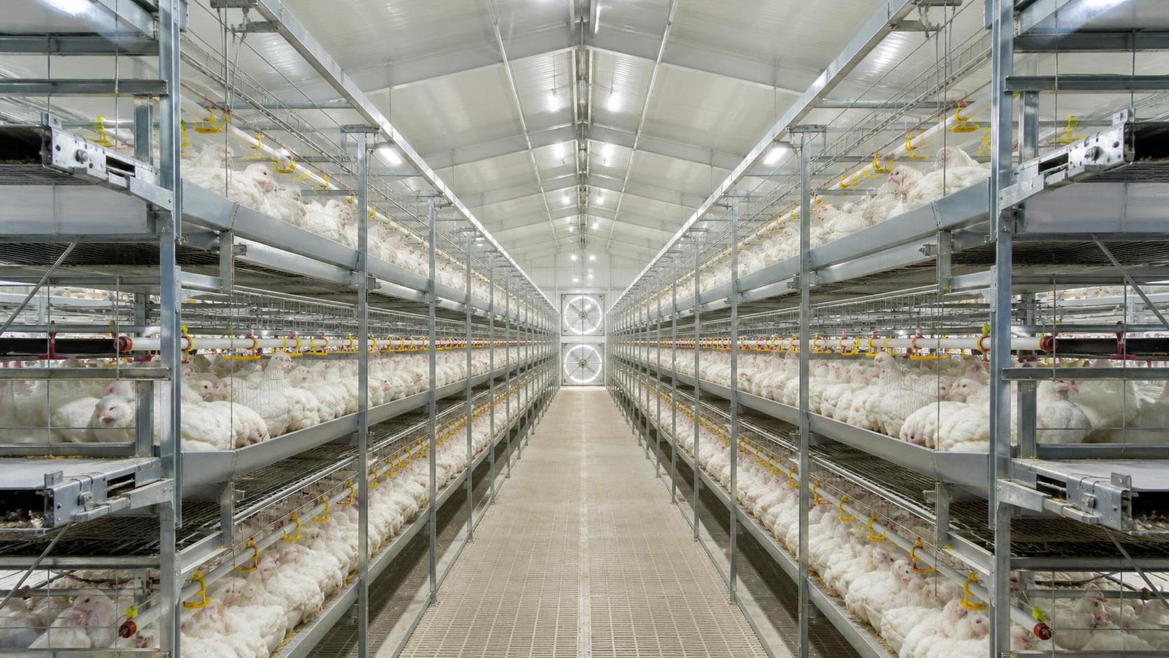 Broiler Farming in Cage System: Selection Factors for Commercial Farms